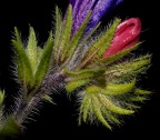 Echium sp. Echium sp.
