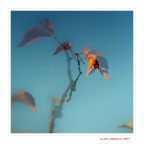 Anime...nell'azzurro Anime...nell'azzurro