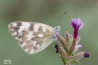 Pontia edusa