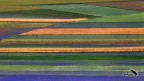 Parallelismi e non