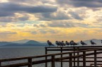 Trasimeno Trasimeno