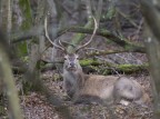 Cervo del Bosco della Mesola Cervo del Bosco della Mesola