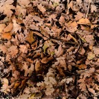 Graffiti autunnali... Graffiti autunnali...