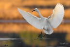 Garzetta nella luce dell'alba Garzetta nella luce dell'alba