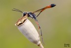 Ammophila heydeni heydeni
