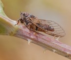 Cicala italiana Cicala italiana