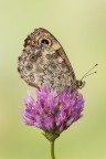 Lasiommata megera