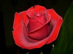 Tender passion Tender passion