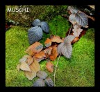 muschi muschi