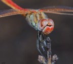 Ritratto di sympetrum fonscolombii maschio immaturo Ritratto di sympetrum fonscolombii maschio immaturo