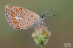 Aricia agestis