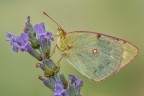 Colias Colias