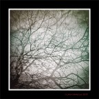 .....selva selvaggia e aspra e forte che nel pensier rinova .....selva selvaggia e aspra e forte che nel pensier rinova