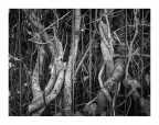 [i]Fomapan 100
Fomadon LQN
Zenza Bronica ETRSI + 75mm[/i]

Suggerimenti e critiche sempre ben accetti