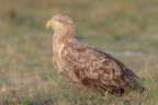 Aquila di mare coda bianca