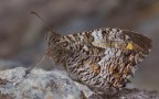 Hipparchia neapolitana