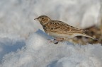 Allodola (Alauda arvensis) Allodola (Alauda arvensis)