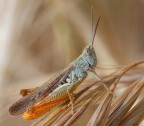 Chortippus brunneus brunneus