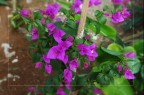 Flowers Flowers