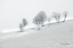 "Esiste, nel bianco di un campo innevato, un ricordo di gentilezze, di dita sfioranti nel gesto di una carezza.
Esiste un dolce, doloroso sentore di cose che non torneranno...ma che sono state "