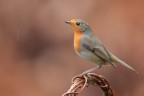 Robin a 6400