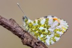 Anthocharis cardamines