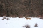 Lupo appenninico in caccia