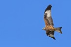 Nibbio reale (Milvus milvus) Nibbio reale (Milvus milvus)