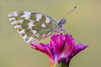 Pontia edusa