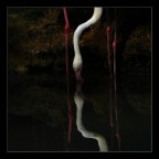 narciso 2