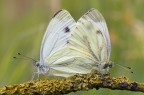 Pudica Mente