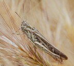 Chortippus brunneus brunneus 2 Chortippus brunneus brunneus 2