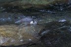 Merlo Acquaiolo
Cinclus cinclus (Linnaeus, 1758)
Dipper

Lombardia, gennaio 2018
5000iso F6,3 1/320
700mm crop