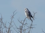 Una gradita e rara presenza di un esemplare di Nibbio Bianco che da un po' di tempo frequenta la zona del Delta del Po polesano. Foto  da grande distanza e notevole crop.