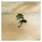 Il solitario Il solitario