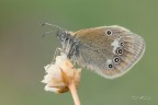 Coenonympha-glycerion Coenonympha-glycerion