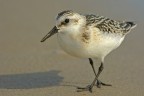 Piovanello tridattilo (Calidris alba) Piovanello tridattilo (Calidris alba)