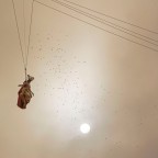 il volo della Colombina il volo della Colombina