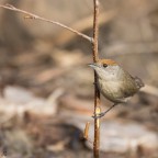 ..capinera.. ..capinera..