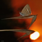 Lampides boeticus al tramonto Lampides boeticus al tramonto