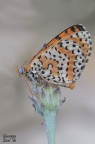 Melitaea didyma Melitaea didyma