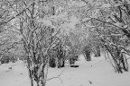 Inverno
