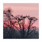 la casa degli aironi la casa degli aironi