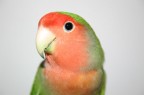 pappagallo pappagallo