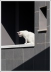 ombre con gatto ombre con gatto