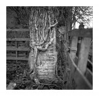 un abbraccio vegetale ;/) un abbraccio vegetale ;/)