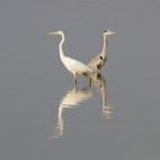 Il Bianco e il Cenerino Il Bianco e il Cenerino