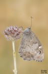 Hipparchia statilunus Hipparchia statilunus