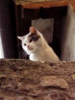 un gatto di Anghiari