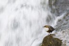 Il merlo e la cascata